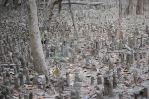 Roots of mangrove trees grow upward to seek oxygen when submerged in salt water